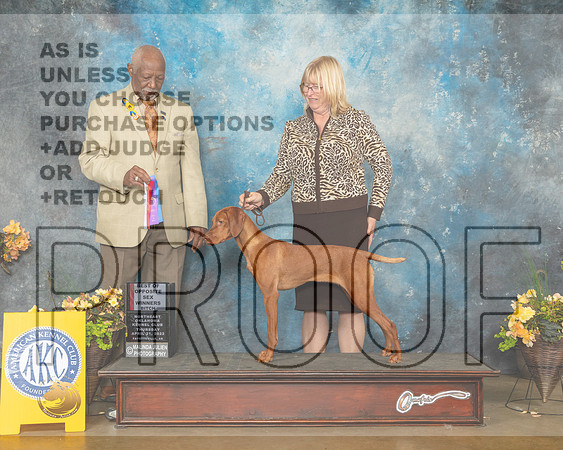 Vizsla #8 Thur BOS Judge Gene Blake-MMJ_8807-NWARK2022-HR3