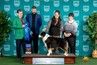 Australian Shepherd #130 Sat G1