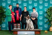 German Shorthaired Pointers #167 #168 Sat G2
