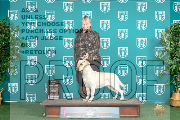 Labrador Retriever #150 Sat TDI_JP_8892_UKCTDI_2023_HR3