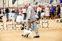 Smooth Fox Terrier Sun Ring