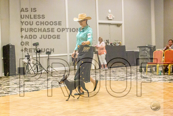 Manchester Terrier MTOY Candids-JJL_2080-Hstn2022_HR3