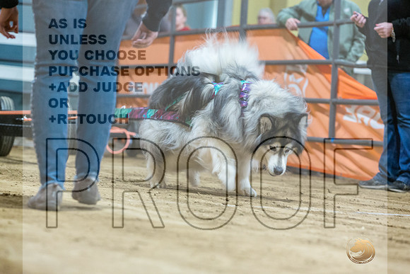 Alaskan Malamute #? Fri WP-JJL_7407_UKCTDI2023-HR3