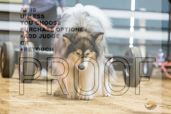 Alaskan Malamute #? Fri WP-JJL_7861_UKCTDI2023-HR3