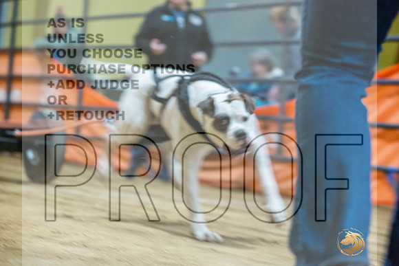 American Bulldog #? Fri WP-JJL_7383_UKCTDI2023-HR3