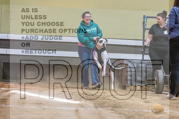 American Bulldog #? Fri WP-JJL_7645_UKCTDI2023-HR3