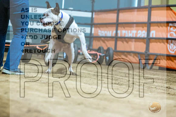 American Bulldog #? Fri WP-JJL_7646_UKCTDI2023-HR3