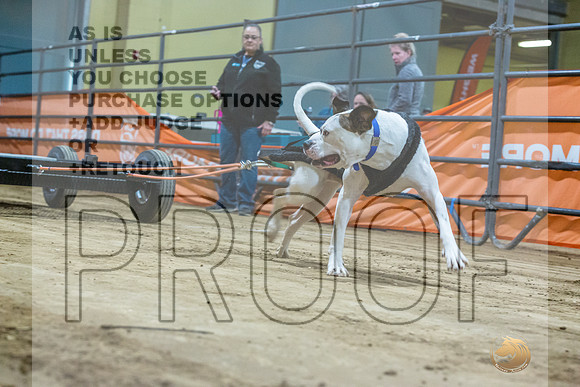 American Bulldog #? Fri WP-JJL_7659_UKCTDI2023-HR3