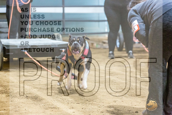 American Bully  #? Fri WP-JJL_8048_UKCTDI2023-HR3