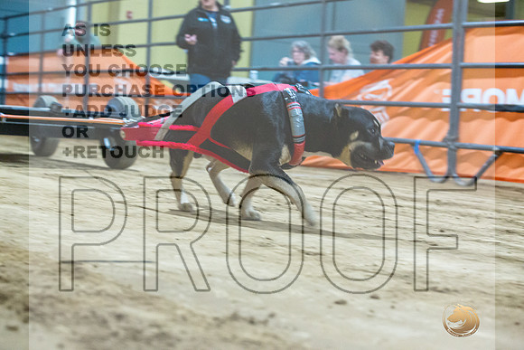 American Bully #? Fri WP Watson-JJL_7898_UKCTDI2023-HR3