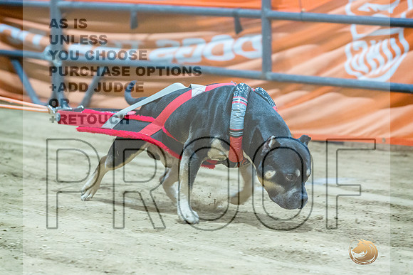 American Bully #? Fri WP Watson-JJL_8215_UKCTDI2023-HR3