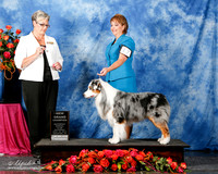 Australian Shepherd #17 Sat Annette Rogers New GrCh Judge C Paterson