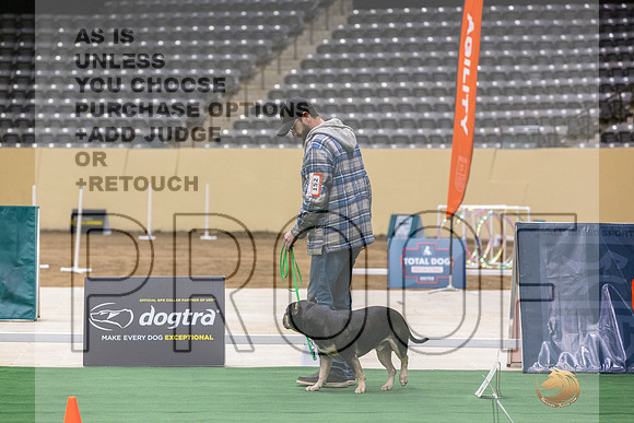American Bully #152 Thurs-JJL_5853_UKCTDI2023-HR3