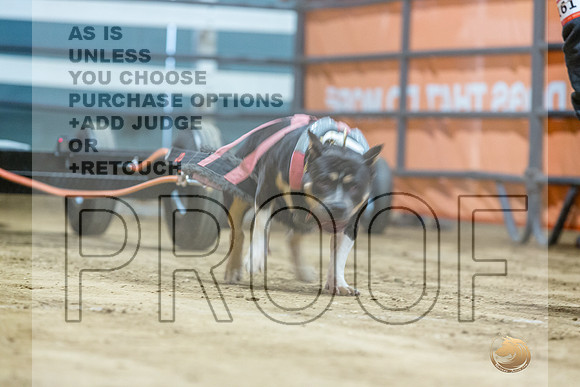 American Bully #161 Fri WP-JJL_7391_UKCTDI2023-HR3