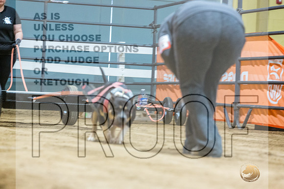 American Bully #161 Fri WP-JJL_7596_UKCTDI2023-HR3