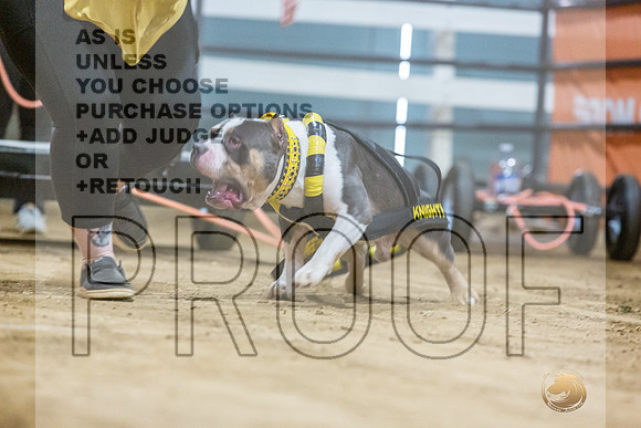 American Bully #162 Fri WP-JJL_7903_UKCTDI2023-HR3