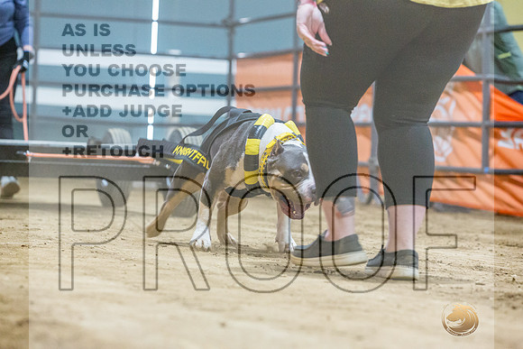 American Bully #162 Fri WP-JJL_7913_UKCTDI2023-HR3