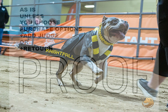 American Bully #162 Fri WP-JJL_7921_UKCTDI2023-HR3