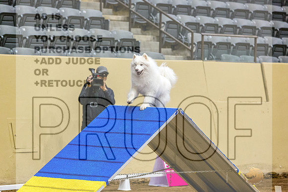 American Eskimo #125 Fri 1-JJL_7155_UKCTDI2023-HR3