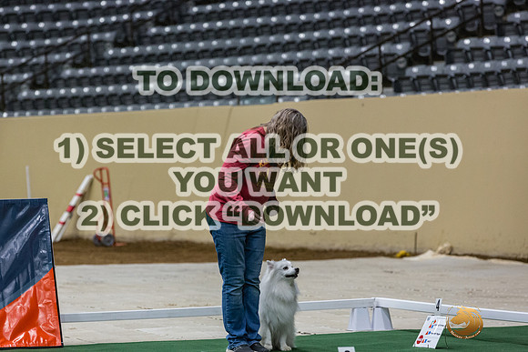 American Eskimo #165 Thurs 2-JJL_5686_UKCTDI2023-HR3
