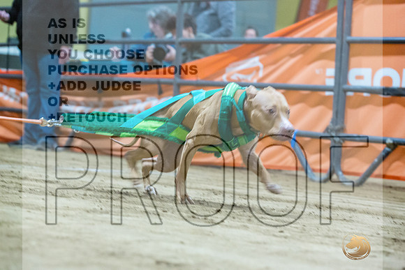 American Pit Bull TErrier #? Fri WP-2-JJL_7567_UKCTDI2023-HR3