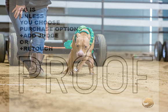 American Pit Bull TErrier #? Fri WP-2-JJL_7964_UKCTDI2023-HR3