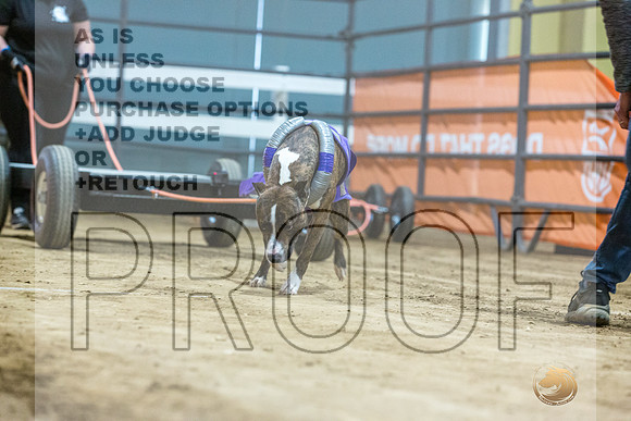 American Pit Bull TErrier #? Fri WP-3-JJL_7630_UKCTDI2023-HR3