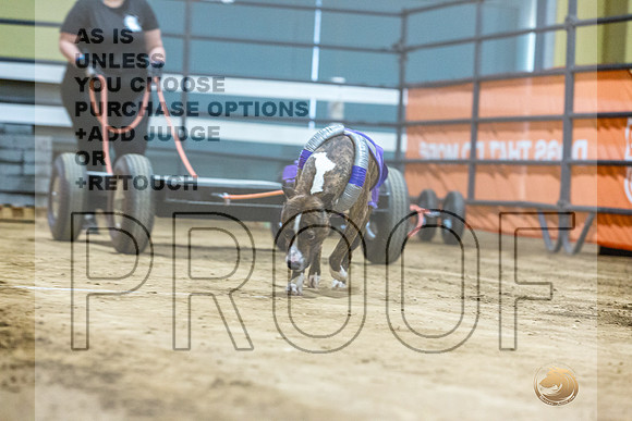 American Pit Bull TErrier #? Fri WP-3-JJL_7631_UKCTDI2023-HR3