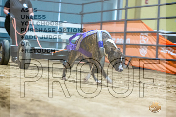 American Pit Bull TErrier #? Fri WP-3-JJL_7634_UKCTDI2023-HR3