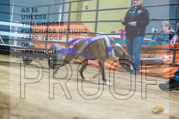 American Pit Bull TErrier #? Fri WP-3-JJL_7636_UKCTDI2023-HR3