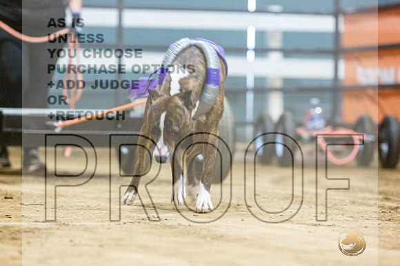 American Pit Bull TErrier #? Fri WP-3-JJL_7781_UKCTDI2023-HR3