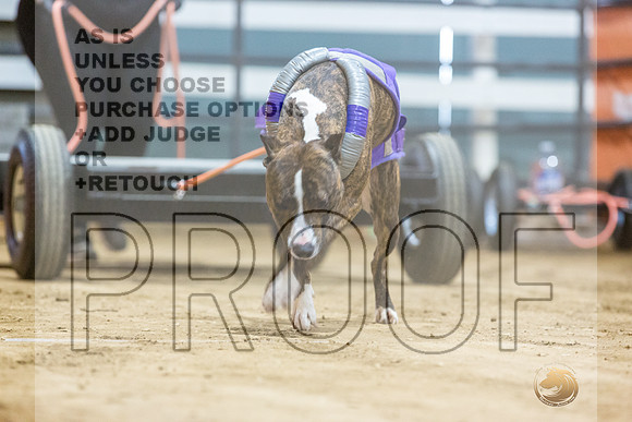 American Pit Bull TErrier #? Fri WP-3-JJL_7784_UKCTDI2023-HR3
