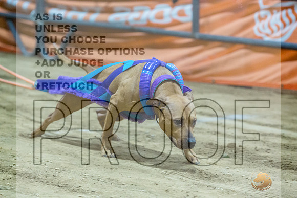 American Pit Bull Terrier #? Fri WP 2-JJL_8188_UKCTDI2023-HR3