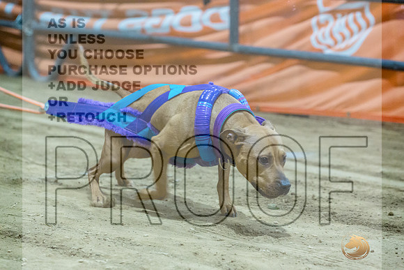 American Pit Bull Terrier #? Fri WP 2-JJL_8189_UKCTDI2023-HR3