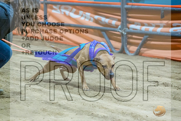 American Pit Bull Terrier #? Fri WP 2-JJL_8385_UKCTDI2023-HR3