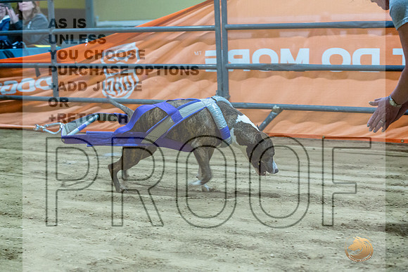 American Pit Bull Terrier #? Fri WP 3-JJL_8324_UKCTDI2023-HR3