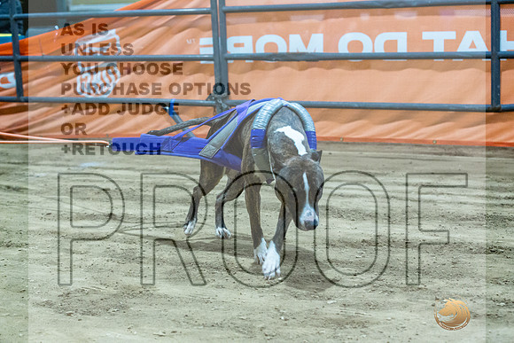 American Pit Bull Terrier #? Fri WP 3-JJL_8326_UKCTDI2023-HR3