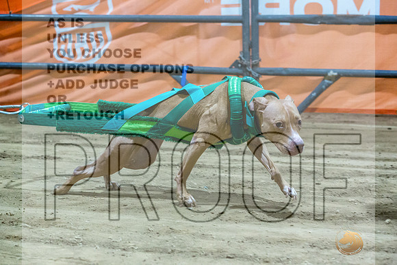American Pit Bull Terrier #? Fri WP 4-JJL_8414_UKCTDI2023-HR3