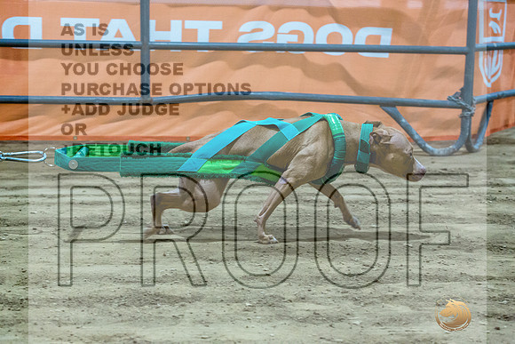 American Pit Bull Terrier #? Fri WP 4-JJL_8419_UKCTDI2023-HR3