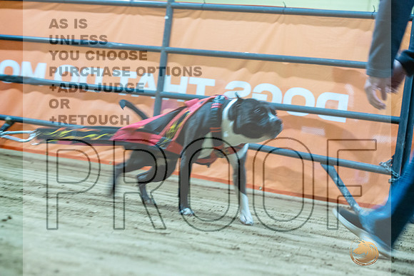 American Pit Bull Terrier #? Fri WP Fuel-JJL_7476_UKCTDI2023-HR3