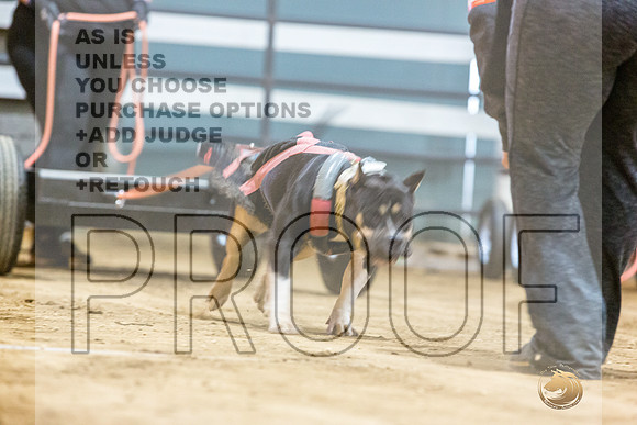 American Pit Bull Terrier #? Fri WP-4-JJL_7752_UKCTDI2023-HR3