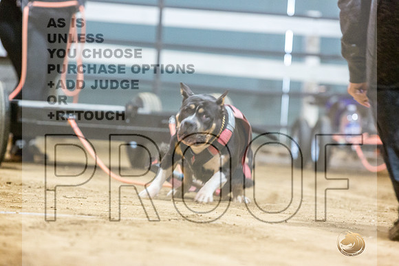 American Pit Bull Terrier #? Fri WP-4-JJL_7754_UKCTDI2023-HR3