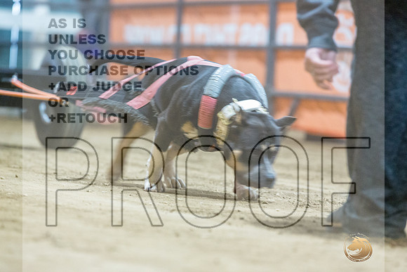 American Pit Bull Terrier #? Fri WP-4-JJL_7767_UKCTDI2023-HR3