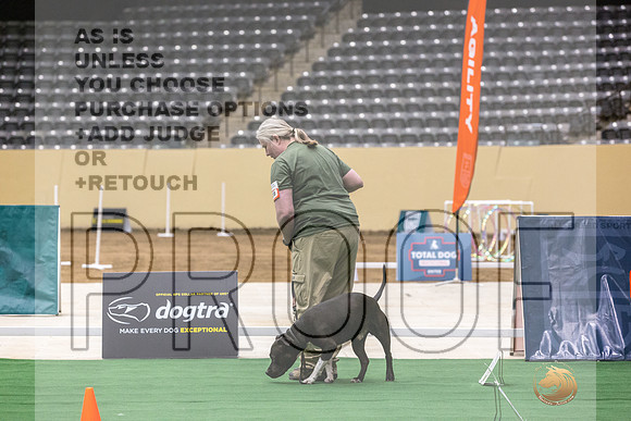 American Pit Bull Terrier #108 Thurs 3-JJL_6103_UKCTDI2023-HR3