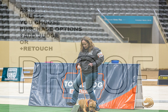 American Pit Bull Terrier #128 Thurs 2-JJL_5895_UKCTDI2023-HR3