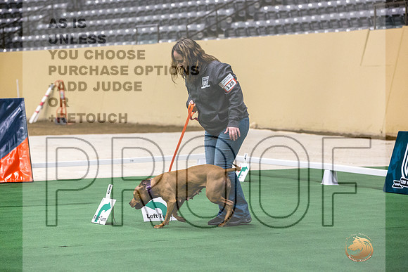 American Pit Bull Terrier #128 Thurs 2-JJL_5908_UKCTDI2023-HR3