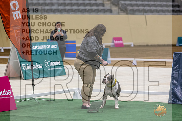 American Pit Bull Terrier #162 Thurs 2-JJL_5399_UKCTDI2023-HR3