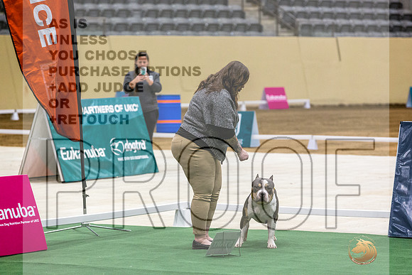 American Pit Bull Terrier #162 Thurs 2-JJL_5400_UKCTDI2023-HR3