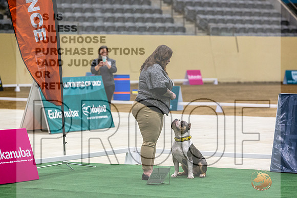 American Pit Bull Terrier #162 Thurs 2-JJL_5402_UKCTDI2023-HR3