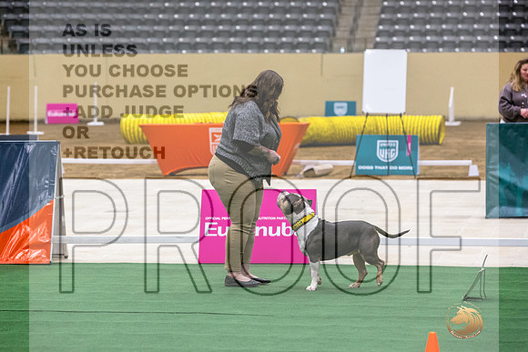 American Pit Bull Terrier #162 Thurs 2-JJL_5407_UKCTDI2023-HR3